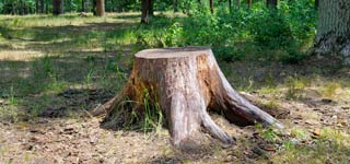 Tree stump by itself