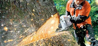Person cutting into a tree with a chainsaw