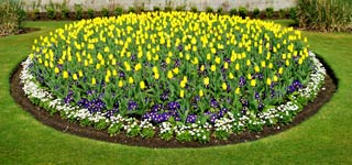 Perfectly aligned flower bed with sharp border edges