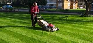 Freshly cut grass demonstrating straight lines and precision cutting