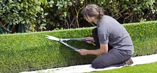 Lady trimming a hedge with clippers