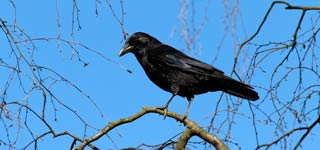 Crow sat on a tree branch